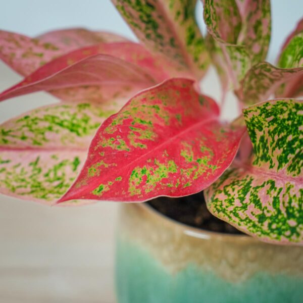 aglaonema-prestige (4) aglaonema-prestige