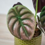 alokazja-cuprea-red-secret-alocasia