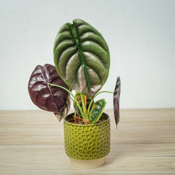 alokazja-cuprea-red-secret-alocasia alokazja-cuprea-red-secret-alocasia