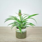 ananas-mi-amigo