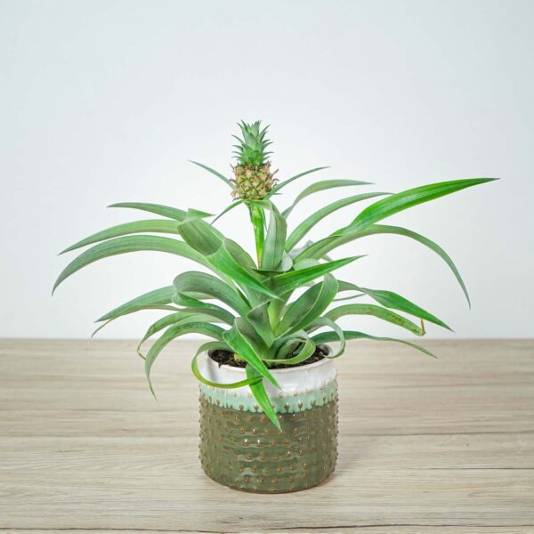 ananas-mi-amigo