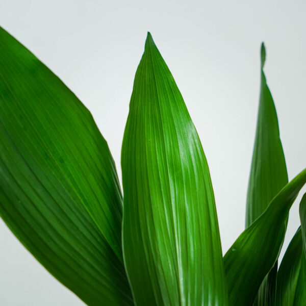 aspidistra-wyniosla-aspidistra-elatior (6) aspidistra-wyniosla-elatior