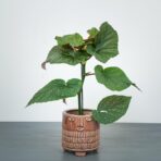 begonia-corallina