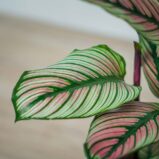 calathea-white-star
