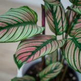 calathea-white-star