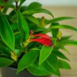eszynantus-wspanialy-carina-aeschynanthus-speciosus