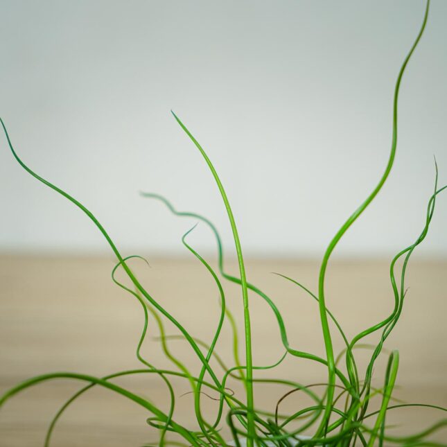 juncus-effusus-spiralis-baby-trawa-ozdobna (2) juncus-effusus-spiralis-baby-trawa-ozdobna