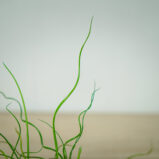 juncus-effusus-spiralis-baby-trawa-ozdobna