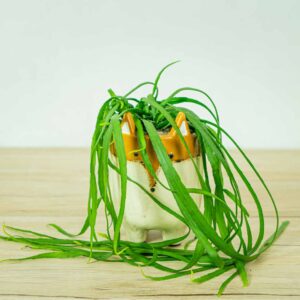 lepismium-bolivianum