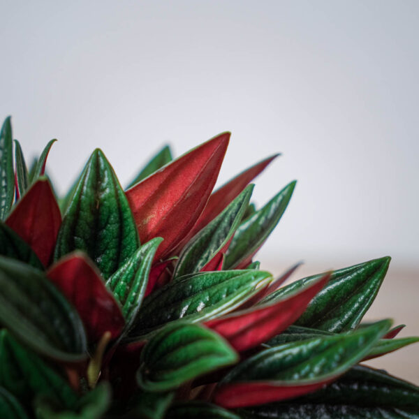 peperomia-rosso (2) peperomia-rosso