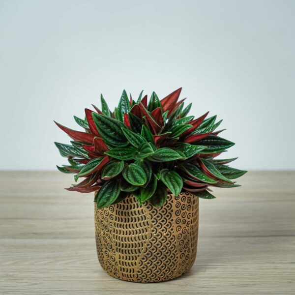 peperomia-rosso peperomia-rosso