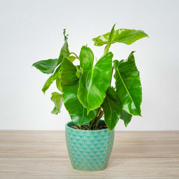 philodendron-burle-marx philodendron-burle-marx