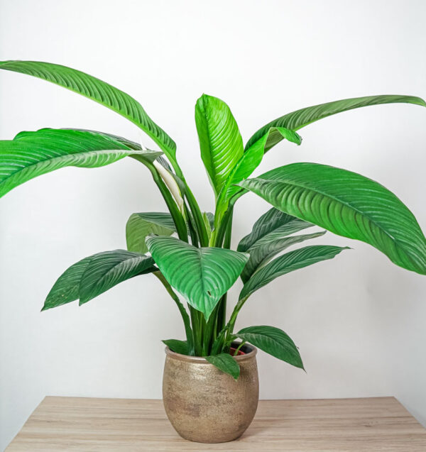 skrzydlokwiat-sensation-spathiphyllum