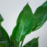 strelicja-krolewska-strelitzia-reginae