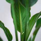 strelicja-krolewska-strelitzia-reginae