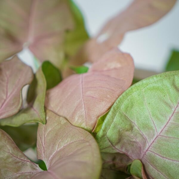 Przepiękne różowe liście Syngonium neon robusta