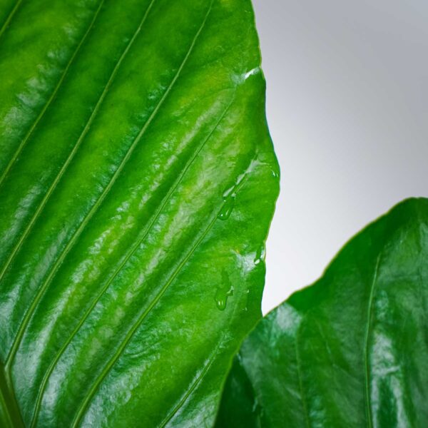 anthurium-ellipticum-jungle-bush anthurium-ellipticum-jungle-bush