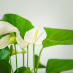 anthurium-white