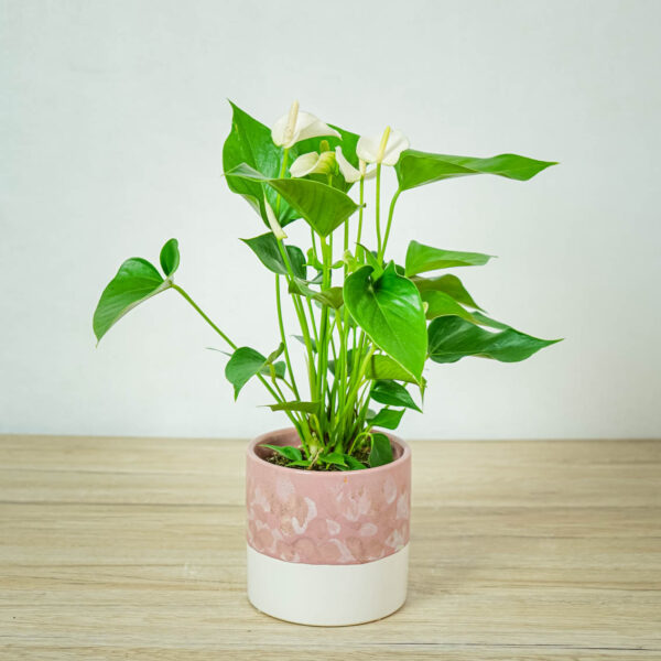 anthurium-white anthurium-white