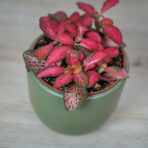 fittonia-mosaic-red-forest-flame