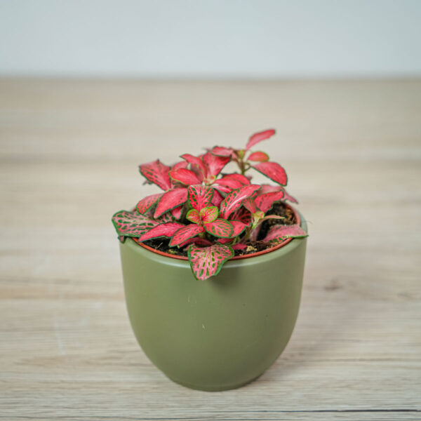 fittonia-mosaic-red-forest-flame fittonia-mosaic-red-forest-flame