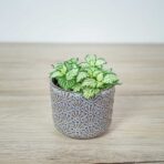fittonia-mosaic-white-tiger