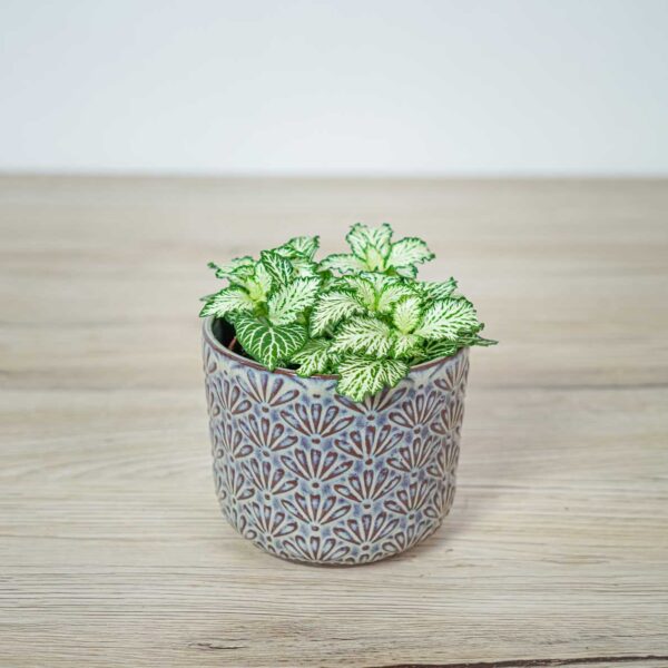 fittonia-mosaic-white-tiger