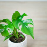 monstera-minima-baby-rhaphidophora-tetrasperma