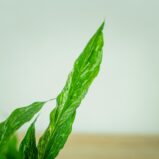 skrzydlokwiat-variegata-spathiphyllum