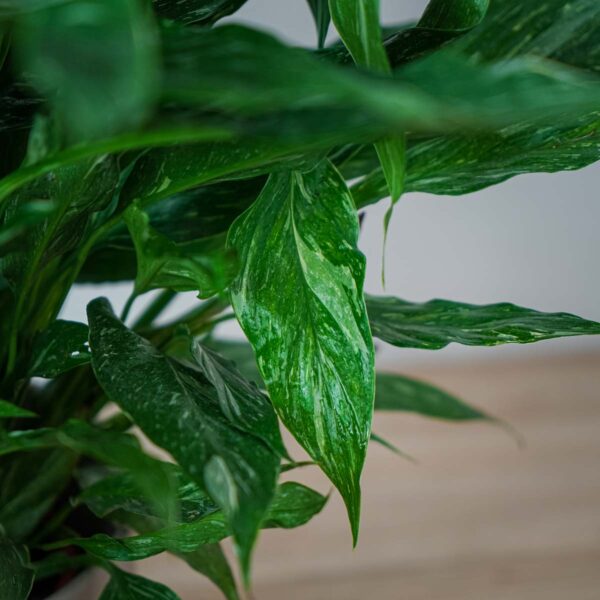 skrzydlokwiat-variegata-spathiphyllum (4) skrzydlokwiat-variegata-spathiphyllum