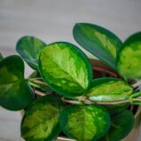 hoya-australis-lisa-na-obreczy