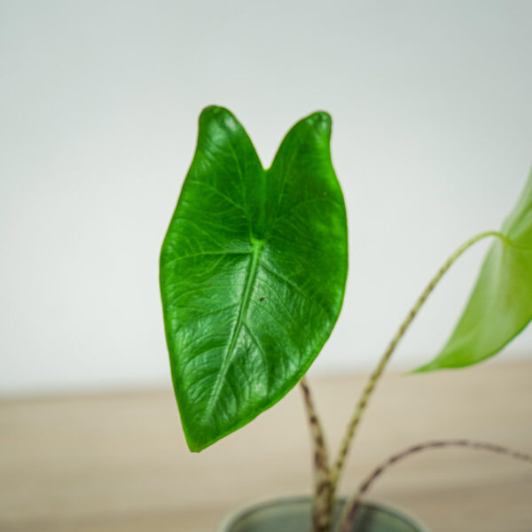 alokazja-zebrina-baby-alocasia alokazja-zebrina-baby-alocasia