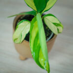 ctenanthe-golden-mosaic-baby