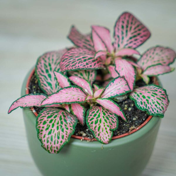 fittonia-mosaic-mistral fittonia-mosaic-mistral