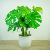 monstera-deliciosa-big-form