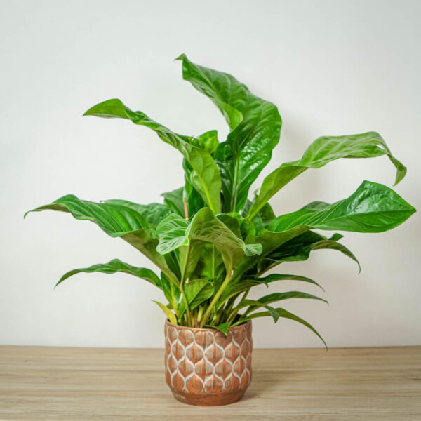 anthurium-ellipticum-jungle-bush anthurium-ellipticum-jungle-bush