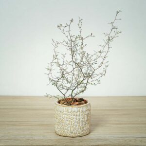 corokia-cotoneaster
