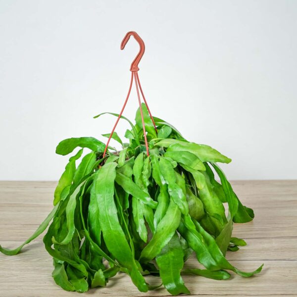 epiphyllum-pumilum epiphyllum-pumilum
