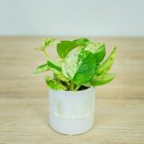 epipremnum-marble-queen-baby