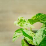 epipremnum-marble-queen-baby