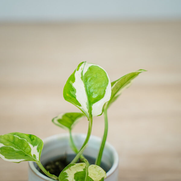 epipremnum-njoy-baby (2) epipremnum-njoy-baby