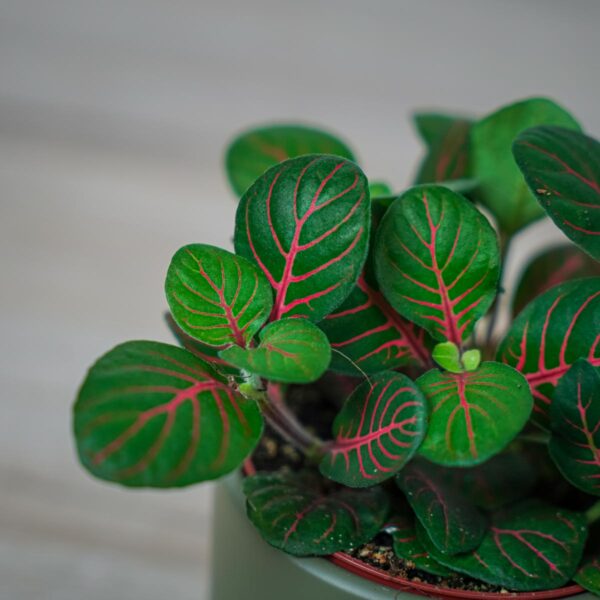 fittonia-fortissimo-bubble-red (2) fittonia-fortissimo-bubble-red