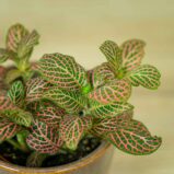 fittonia-pink-vein
