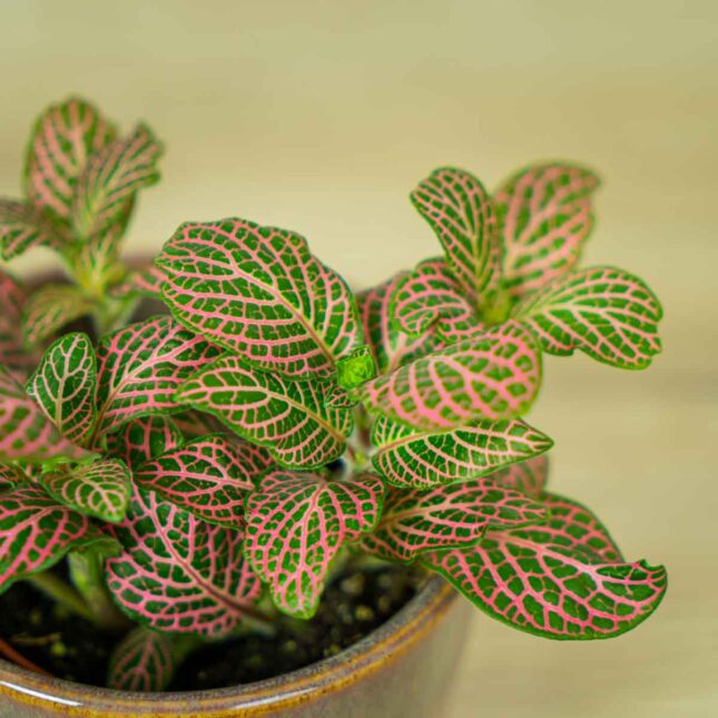 fittonia-pink-vein (2) fittonia-pink-vein
