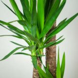 juka-yucca