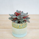 peperomia-santorini