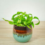 paproc-zanokcica-asplenium-antiquum-hurricane