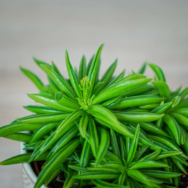 peperomia-happy-bean-fereirae (2) peperomia-happy-bean-fereirae