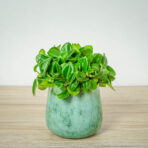 peperomia-pixie