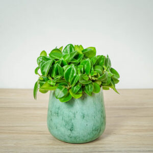 peperomia-pixie